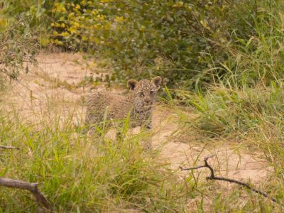 leopardenbaby