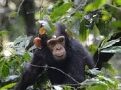 baby-schimpanse-bugata