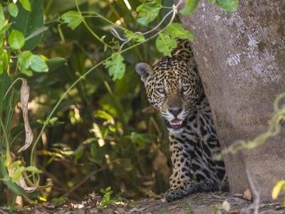 jaguar-sued-pantanal-20150821-ad-tn