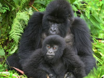 gorilla-vater-und-kind