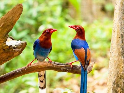 kitulgala-birds.jpg