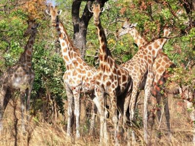 girafes-au-parc-national-de-boubandjida