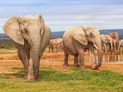 addo-elephant-national-park---garden-route-04