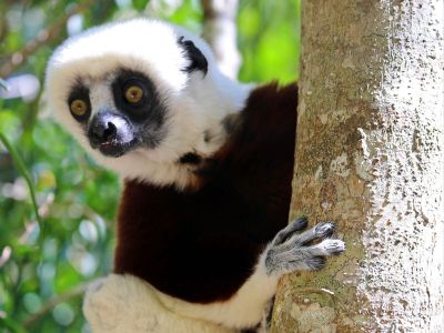 madagascar---andasibe-national-park-02