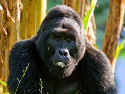 uganda---bwindi-forest-national-park-gorilla-05