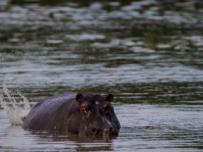 akagera-national-park-49198617051-o