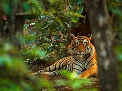 65---tiger-in-indien-800x533