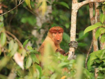 id-tanjung-puting-09-nose-monkey-aneka