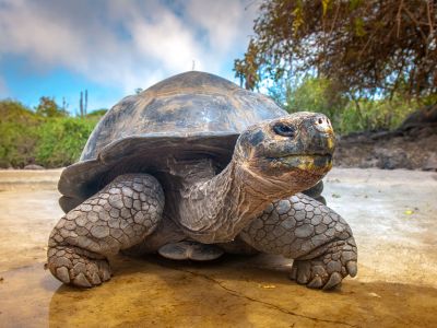 riesenschildkröte-galapagos