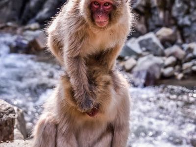 japan-jigokudani-snow-monkeys-39