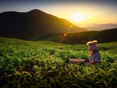 cameron-highlands,-malaysia-800x533