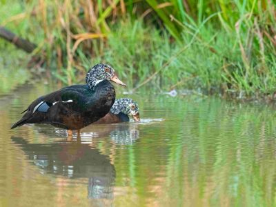 white?winged-wood-duck-nameri-national-park-(1)