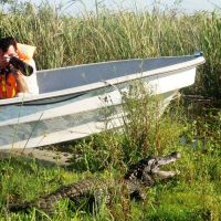alligator-safari-1.jpg
