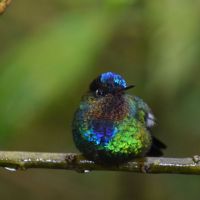 hummingbirds-rob-6228.jpg