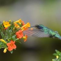 hummingbird-1