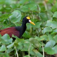 tortuguero-may-2012-rob-049.jpg