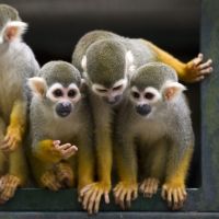 monkey