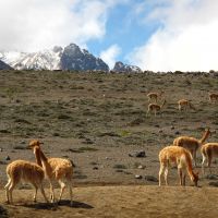 a-chimborazo-vicuñas