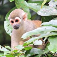 affe-in-ecuador