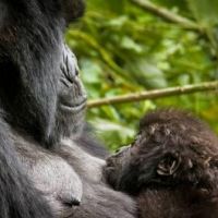 tag-7---gorilla-im-bwindi-forest