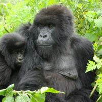 tag-2---gorillabeobachtung-im-bwindi-impenetrable-forest-nationalpark