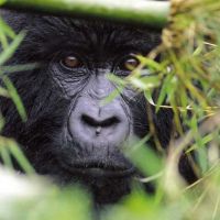 gorillas-rwanda-9