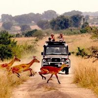 tag-15---game-drive-im-queen-elizabeth-nationalpark