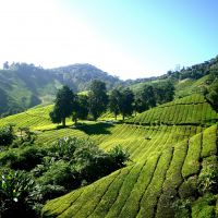Cameron Highlands - Tea Plantation cameron-highlands---tea-plantation