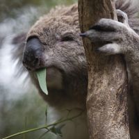Koala koala
