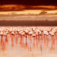 tanzania---lake-manyara---flamingos