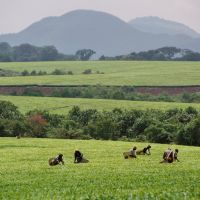 uganda---kibale-forest---tee