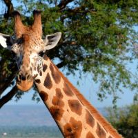 uganda---murchison---giraffe-1