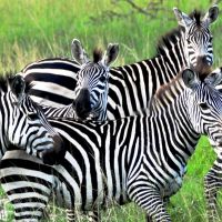 uganda---lake-mburo---zebra-b