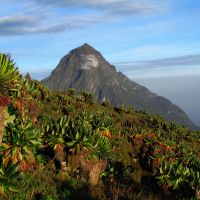 rwanda---volcanoes-np-1