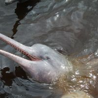 flussdelfin-im-amazonas