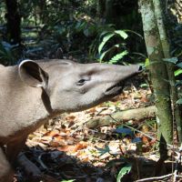 tapir