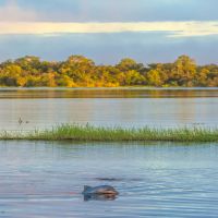 delfin-im-amazonas