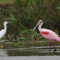 vögel-in-costa-rica