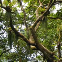 regenwald-in-costa-rica