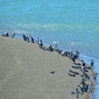 s-arg-madryn-peninsula-valdes-penguins-01-©-sat-(ad).jpg