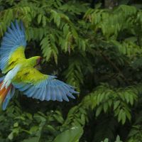 great-green-macaw