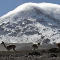 chimborazo-vincunias-9.jpg