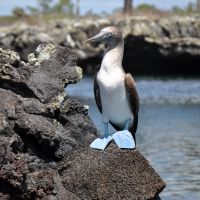 galapagos-blue-footed-booby-3.jpg