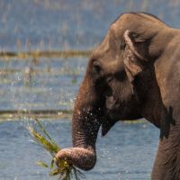 sri-lankan-elephant