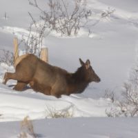 elk in deep snow elk-in-deep-snow