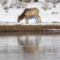 elk-at-madison-river