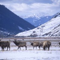 national-elk-refuge