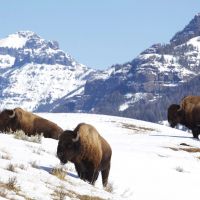 lamar-valley-bison-2