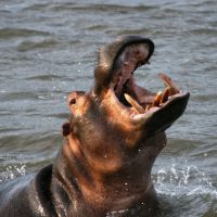 flusspferd-in-kwazulu-natal