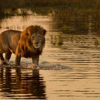 löwe-im-okavango-delta